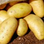 Pommes de Terre nouvelles Ostara - Fruits et légumes bio