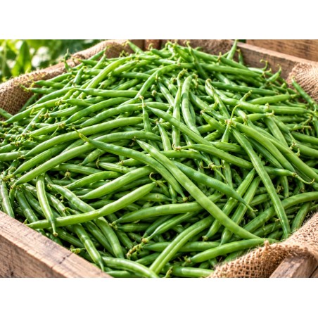 Haricots Verts fr - (~1kg) légumes bio