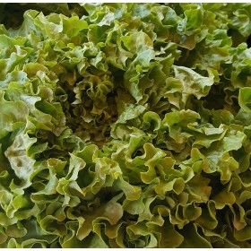 Batavia bio, légumes bio