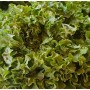 Batavia bio, légumes bio