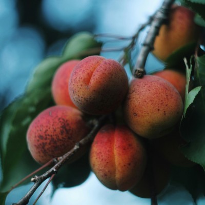 Abricots fruits et légumes bio