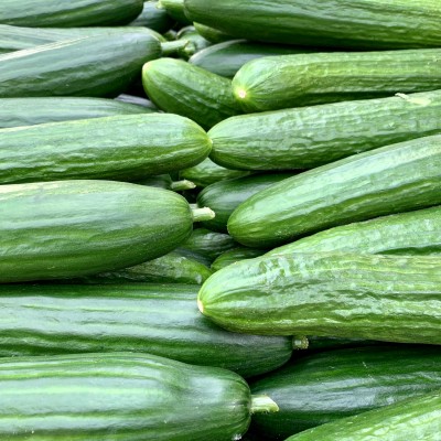 Concombre - fruits et légumes bio