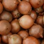 Oignons - fruits et légumes bio